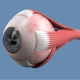 Fortalecimiento de Músculos Oculares