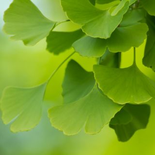 Ginkgo Biloba